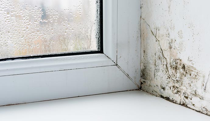 Black mold on wall