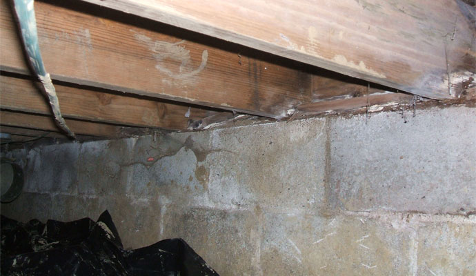 Dry Rot Damage Remediation in Indianapolis by Americrawl