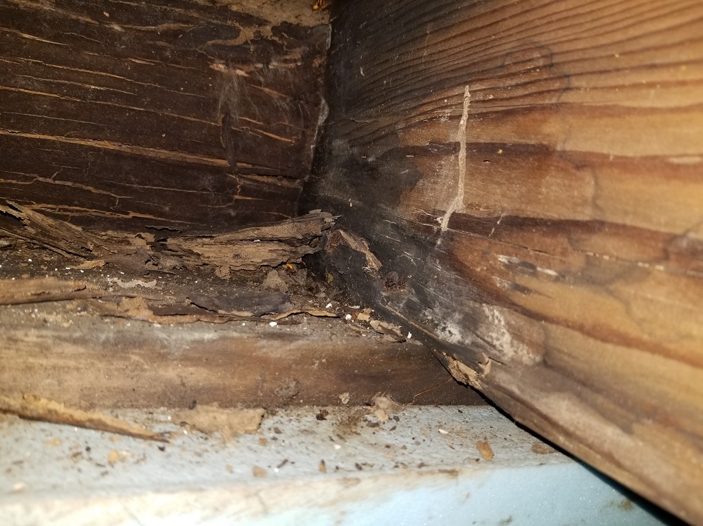 Rotten Sill Plate & Floor Joists