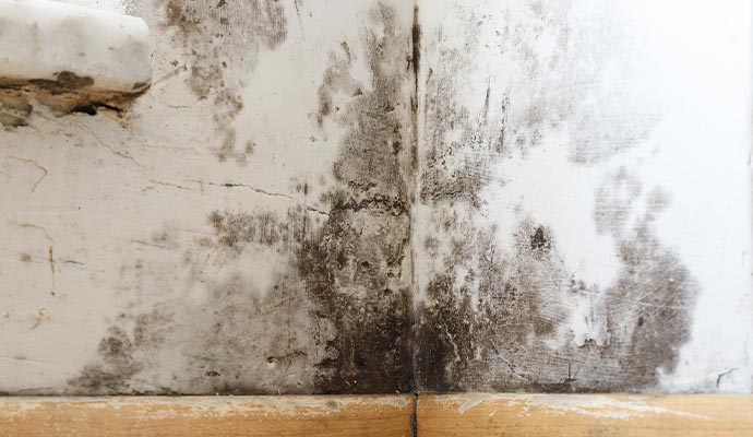 Mold damaged wall corner