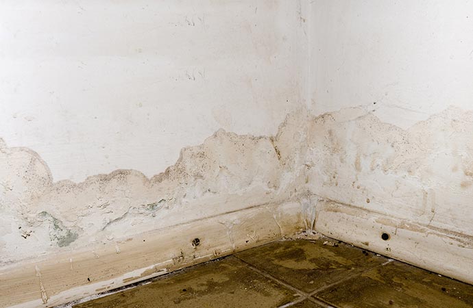 Mold growth in room corner
